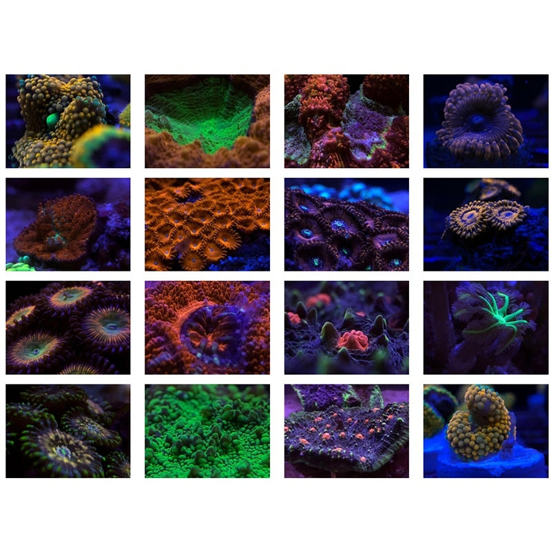 Blue Light Filter For Coral Removal In Aquarium